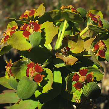 Euphorbia oxyphylla unspecified picture