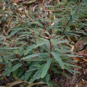 Phyllanthus talbotii unspecified picture