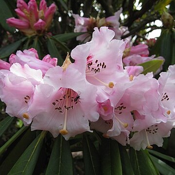 Rhododendron calophytum unspecified picture