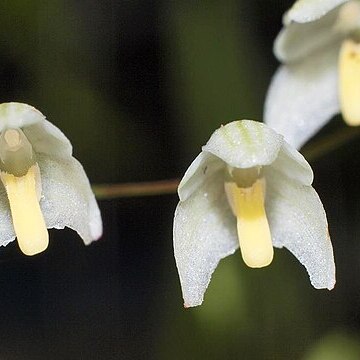 Bulbophyllum newportii unspecified picture