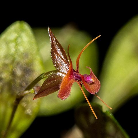 Lepanthes barbelifera unspecified picture