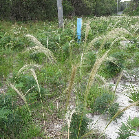 Austrostipa mollis unspecified picture