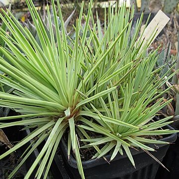 Agave petrophila unspecified picture