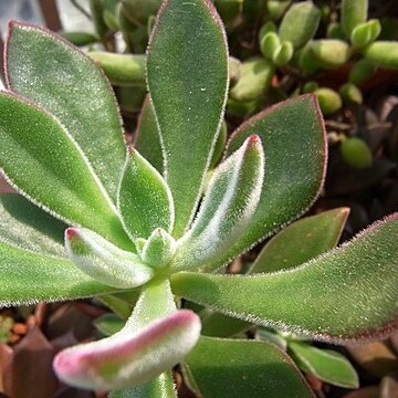 Echeveria harmsii unspecified picture