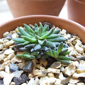 Sinocrassula yunnanensis unspecified picture