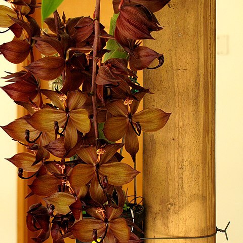 Cycnoches cooperi unspecified picture