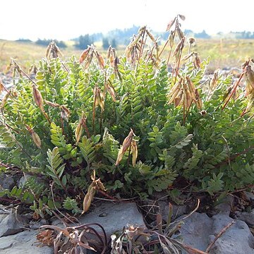 Oxytropis deflexa unspecified picture