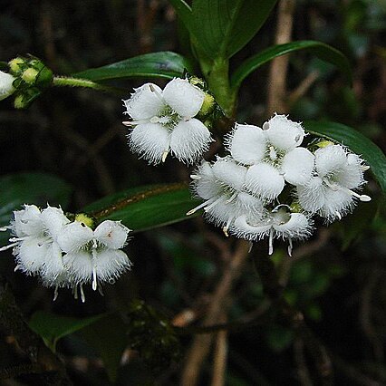 Hedyotis pulchella unspecified picture