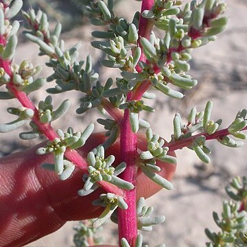 Halogeton glomeratus unspecified picture