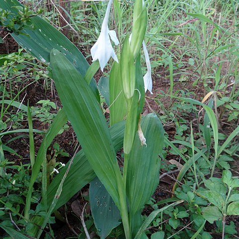 Savannosiphon euryphyllus unspecified picture