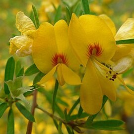 Pultenaea blakelyi unspecified picture