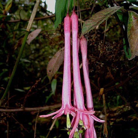 Passiflora trinervia unspecified picture