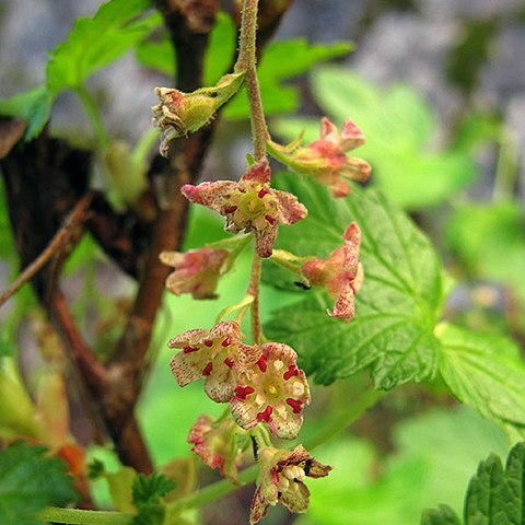 Ribes acerifolium unspecified picture