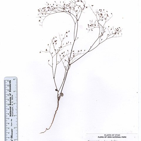 Eriogonum subreniforme unspecified picture