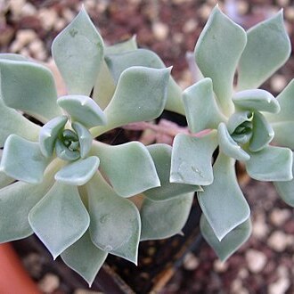 Echeveria heterosepala unspecified picture