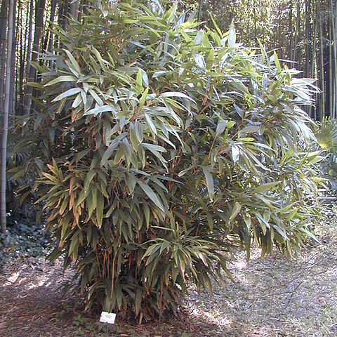 Indocalamus unspecified picture