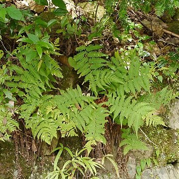 Dryopteris lacera unspecified picture