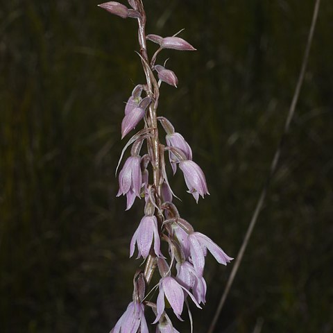 Pachystoma pubescens unspecified picture