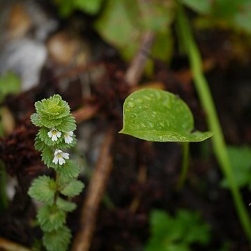 Euphrasia platyphylla unspecified picture