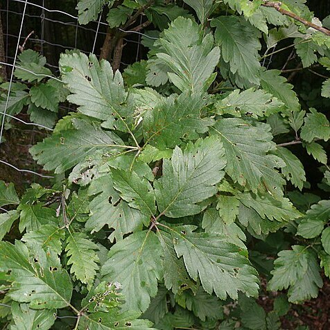 Hedlundia hohenesteri unspecified picture