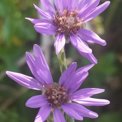 Symphyotrichum concolor unspecified picture