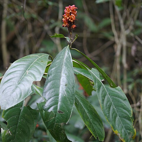 Phlogacanthus thyrsiformis unspecified picture