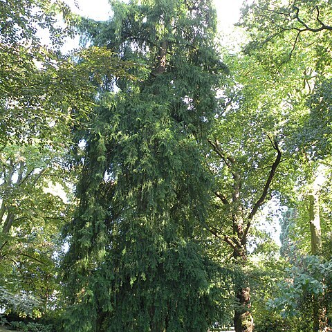 Torreya californica unspecified picture