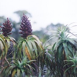 Dracophyllum traversii unspecified picture