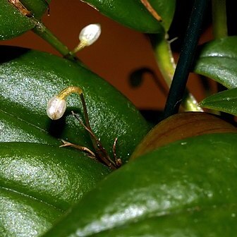 Pleurothallis niveoglobula unspecified picture