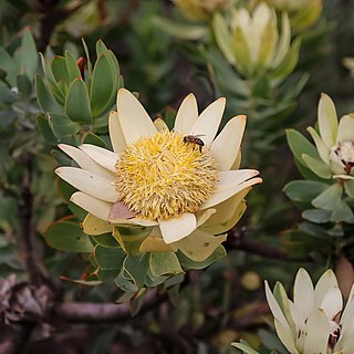 Leucadendron daphnoides unspecified picture