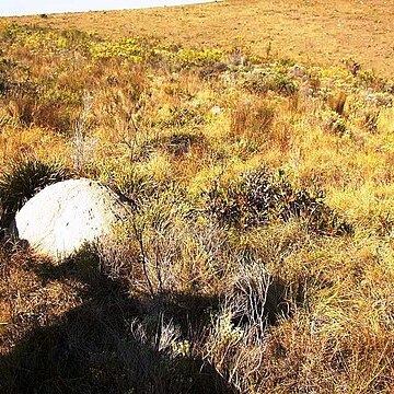 Protea foliosa unspecified picture