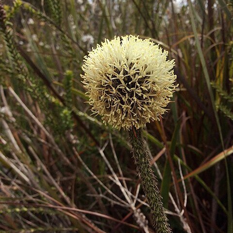 Dasypogon unspecified picture