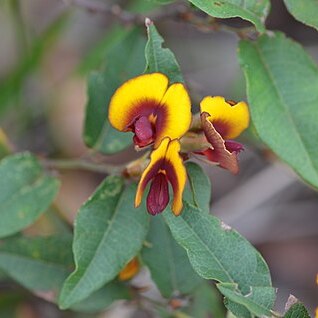 Bossiaea ornata unspecified picture