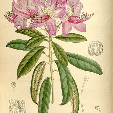 Rhododendron polylepis unspecified picture