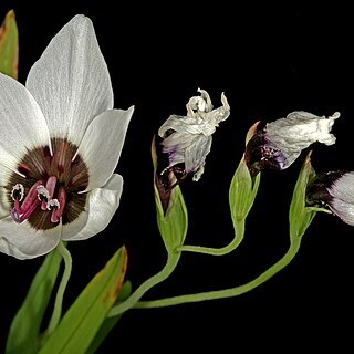 Geissorhiza tulbaghensis unspecified picture