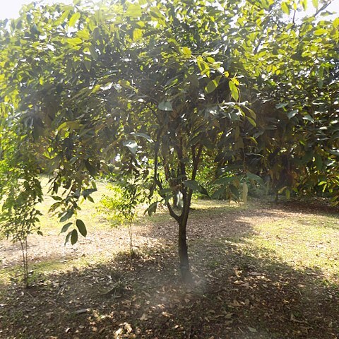 Afrostyrax lepidophyllus unspecified picture