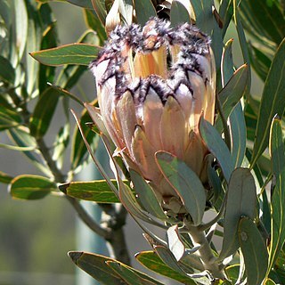 Protea laurifolia unspecified picture