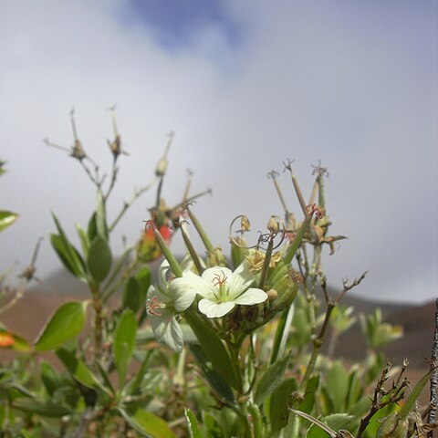 Geranium multiflorum unspecified picture