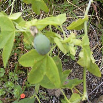 Passiflora subpeltata unspecified picture