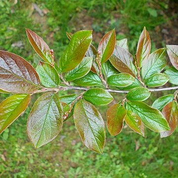 Cotoneaster hissaricus unspecified picture