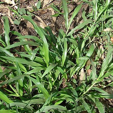 Paspalum fimbriatum unspecified picture