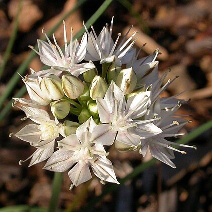 Allium haematochiton unspecified picture