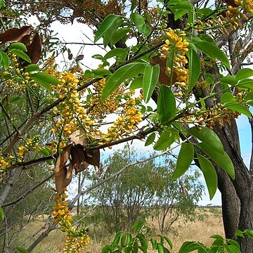 Platymiscium stipulare unspecified picture