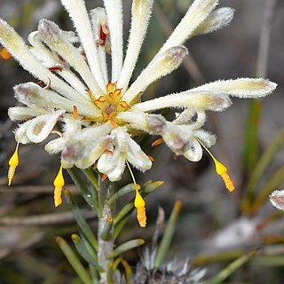 Petrophile brevifolia unspecified picture