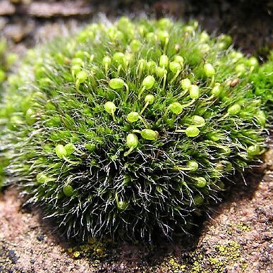 Grimmia pulvinata unspecified picture