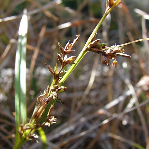 Scleria unspecified picture