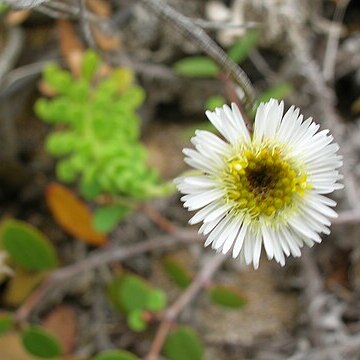 Tetramolopium rockii unspecified picture