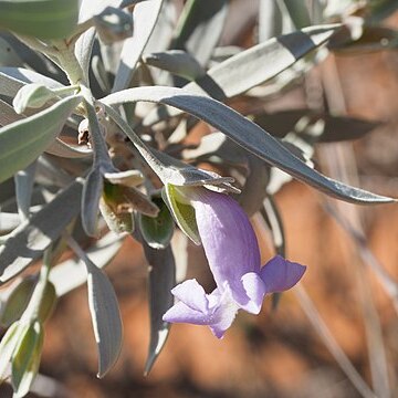 Eremophila recurva unspecified picture