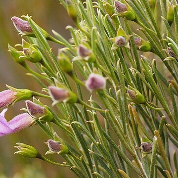 Eremophila labrosa unspecified picture