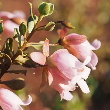 Eremophila reticulata unspecified picture